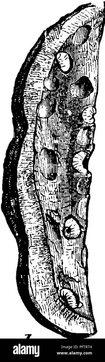 . Insekten, Früchte. Illustriert mit vier hundert und vierzig Holz-Schnitte. Schadinsekten. Insekten SCHÄDLICH FÜR DAS BLACKBERRY. ATTAOKOa der OANES. Nr. 186. - Die Markigen Gall des Blackberry. Diese merkwürdige Gall, die in der Abb. dargestellt wird. 332,- mal auf Black Stöcke gefunden. Es ist ungefähr zwei oder drei Zentimeter lang, mit einem dunklen Bild. 332. j. g (] QY rötlich-braune Farbe, länglich in der Form, mit seiner Oberfläche un-selbst, mit tiefen Lon-gitudinal Furchen, die die Galle mehr oder weniger kom- plett in vier oder fünf Portionen aufteilen. Es Durch eine kleine vier Flügeln fliegen verursacht wird, d^- astrophus nebulosus Os Stockfoto