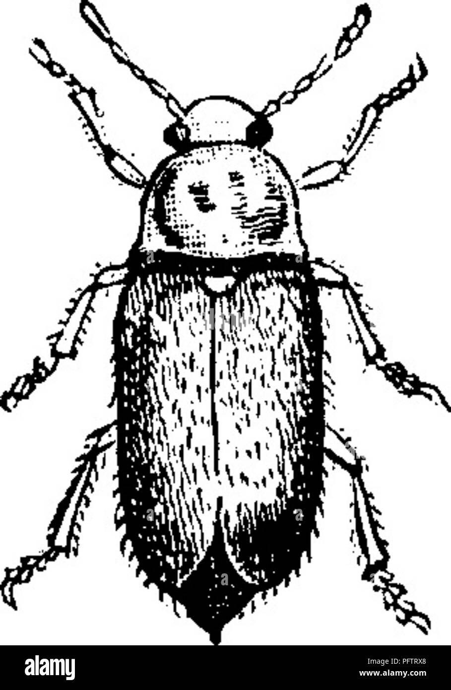 . Insekten, Früchte. Illustriert mit vier hundert und vierzig Holz-Schnitte. Schadinsekten. 310 INSEKTEN SCHÄDLICH FÜR DAS HIMBEERE. der Traube und die kleineren Filialen von Pflaume, Pfirsich, und andere Bäume. Rechtsmittel, - Schneiden Sie spät im Herbst oder im zeitigen Frühjahr alle, i) ortions des Stocks, die Eier enthalten, und verbrennen Sie. Wo sind die Eier abgelegt die regelmässigen Reihen der Reifenpannen sind leicht zu erkennen, und oft ihre Präsenz wird noch deutlicher durch einen teilweisen Aufteilung der Zuckerrohr erzeugt. Die reife Insekten können auch im Herbst von Sud zerstört werden - denly rütteln die Büsche oder Stöcke Stockfoto