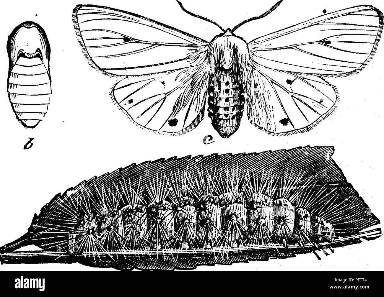 . Insekten, Früchte. Illustriert mit vier hundert und vierzig Holz-Schnitte. Schadinsekten. 272 INSEKTEN SCHÄDLICH FÜR DAS TRAUBE. erweitert, Maßnahmen von eineinhalb bis zwei Zoll herüber. Die Abbildung stellt ein Weibchen, die Männchen sind etwas kleiner. Beide Geschlechter haben die Flügel weiß, mit ein paar schwarzen Punkten, deren Zahl in verschiedenen Proben variieren; in einigen gibt es zwei an jeder der vorderen Flügel, und drei auf jeder der beiden behindern, in anderen sind die Spots teilweise oder fast vollständig zu wünschen. Der Punkt ist jedoch in der Nähe der Mitte des vorderen Kotflügeln ist fast immer anwesend, obwohl sometim Stockfoto