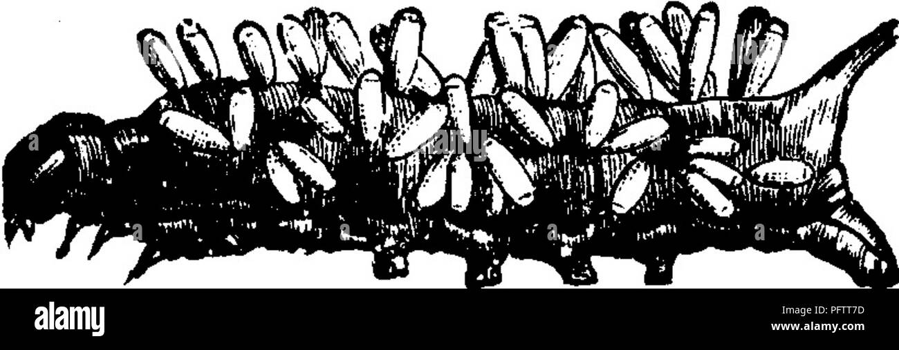 Diese Illustration aus einer Studie über Insektenschädlinge zeigt verschiedene Insekten, die für Weinreben schädlich sind. Das Bild bietet praktische Hinweise zur Schädlingsbekämpfung, insbesondere durch manuelle Entfernung und den Einsatz natürlicher Raubtiere wie parasitäre Fliegen. Die Schädlinge werden anhand der Schäden identifiziert, die sie an den Pflanzen verursachen, einschließlich entworfener Rohrstöcke und markantem Kot. Stockfoto