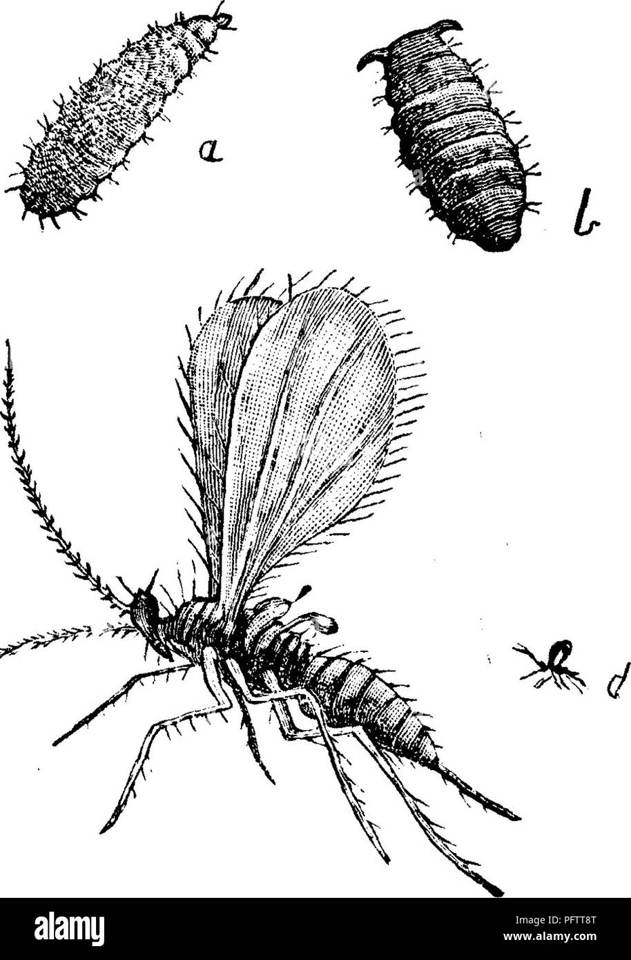 . Insekten, Früchte. Illustriert mit vier hundert und vierzig Holz-Schnitte. Schadinsekten. 240 INSEKTEN SCHÄDLICH FÜR DAS TRAUBE.. .^' Chrysalis klar die Abschürfung völlig von seinem Inhalt. Die Larve (Abb. 247, a) ist ungefähr ein Zehntel Zoll lang; eine blass rosa-gelbe Farbe, glänzend Bild. 247. und semi-transparent, mit einem dunklen Linie in der zurück auf die beiden vorderen und einige der hinteren Segmenten. Am Terminal Segment gibt es zwei kurze, fleischige Hörner United durch einen leichten Grat; die Hörner sind gespitzt mit bräunlich schwarz, und haben eine Minute Cluster von Stacheln auf ihrem Gipfel. Die CHRYS Stockfoto