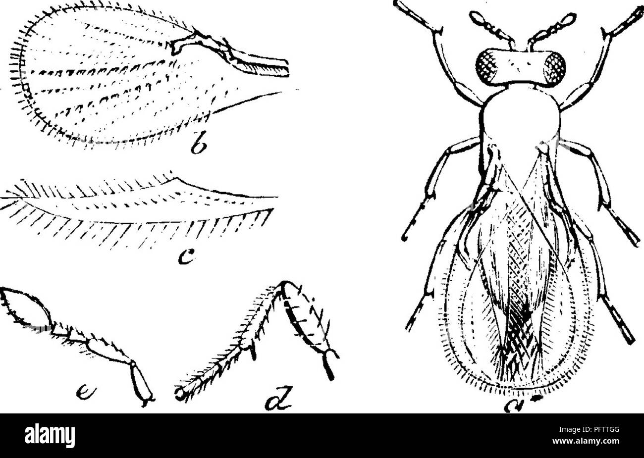 . Insekten, Früchte. Illustriert mit vier hundert und vierzig Holz-Schnitte. Schadinsekten. 170 INSEKTEN SCHÄDLICH FÜR DAS PFLAUME. Grün, mit zwei Matt-weiße Linien auf der Vorderseite, Angeraut mit einer Reihe von kleinen grünen und grünlich-weißen Tuberkel, und mit zwei von einer grünen Farbe. Die bodj oben ist. Ein reichhaltiges Dunkelgrün, mit Patches und Streifen in creme-weiß; das zweite Segment ist kleiner als der Kopf, und seine Oberfläche mit vielen weißlich Tuberkel abgedeckt; der dritte, stumpf weißlich grün, erhöht deutlich über der zweiten, mit einem flachen Bergrücken, mit einer langen, bräunlich, Horn auf jeder Seite, die Stockfoto