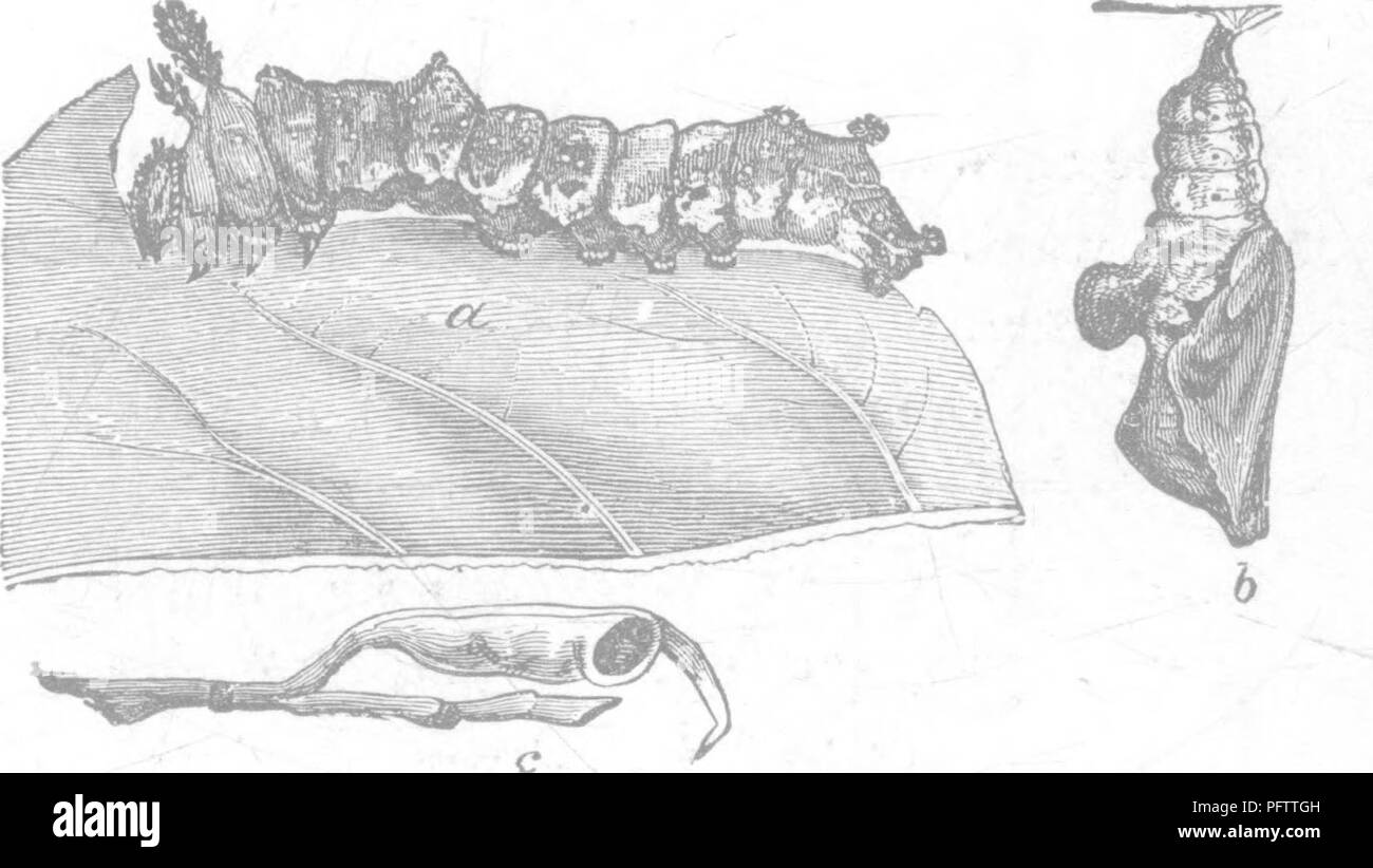 . Insekten, Früchte. Illustriert mit vier hundert und vierzig Holz-Schnitte. Schadinsekten. 179, wo ein stellt die Ei sehr vergrößert. Es ist cov-Tätseinbußen mit kurzen, transparent, Haar - wie Stacheln. Eine der sechseckigen Vertiefungen, Awith seine Projektion Filamente, wird angezeigt, wieviel vergrößert, bei d. Zuerst ist es blass gelb, aber als das Bild. 180.. Larve innerhalb entwickelt wird es ein helles Grau, der o^gg ist allgemein an der Unterseite eines Blattes gelegt, in der Nähe der Spitze, wie bei c in der Abbildung zu sehen. In ein paar Tagen es Luken, und in etwa einem Monat die Larve ihren vollen Wachstum erreicht, wenn es stellt die Stockfoto