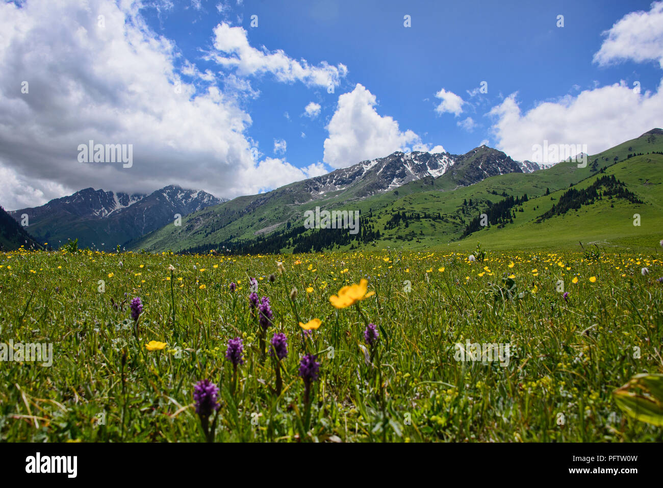 Felder mit Wildblumen auf dem alpinen Keskenkija Trek, Jyrgalan, Kirgisistan Stockfoto