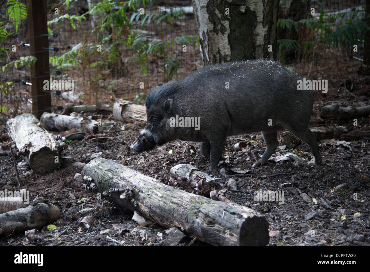 Eine große braune Feral hog Sucht nach Essen im Yorkshire Wildlife Park, Doncaster, South Yorkshire UK Stockfoto