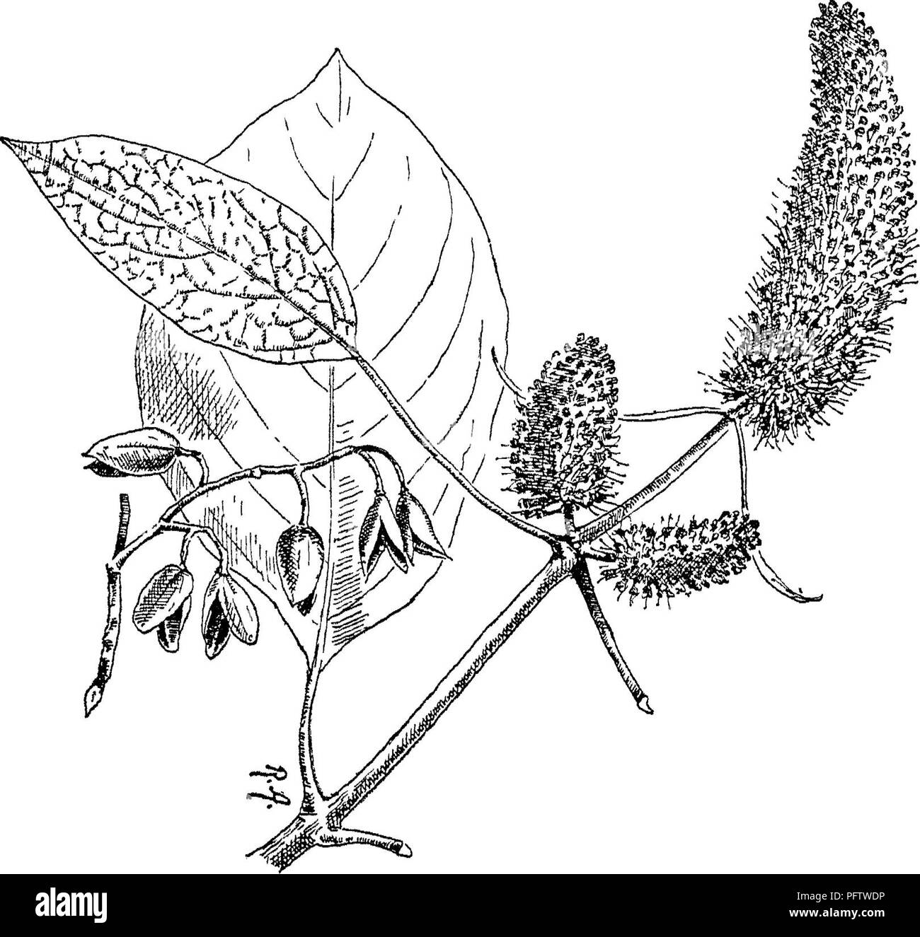 Diese Ressource bietet eine detaillierte Darstellung einheimischer und kultivierter Bäume, Sträucher, Kletterer, Bambus und Palmen des British Indian Empire mit detaillierten Beschreibungen der Pflanzenarten, einschließlich der Familie der Rubiaceae und ihrer spezifischen Eigenschaften, wie Blattanordnung, Blütenstruktur und Fruchtart. Dieser Reiseleiter ist entscheidend für das Verständnis der vielfältigen Flora der Region. Stockfoto