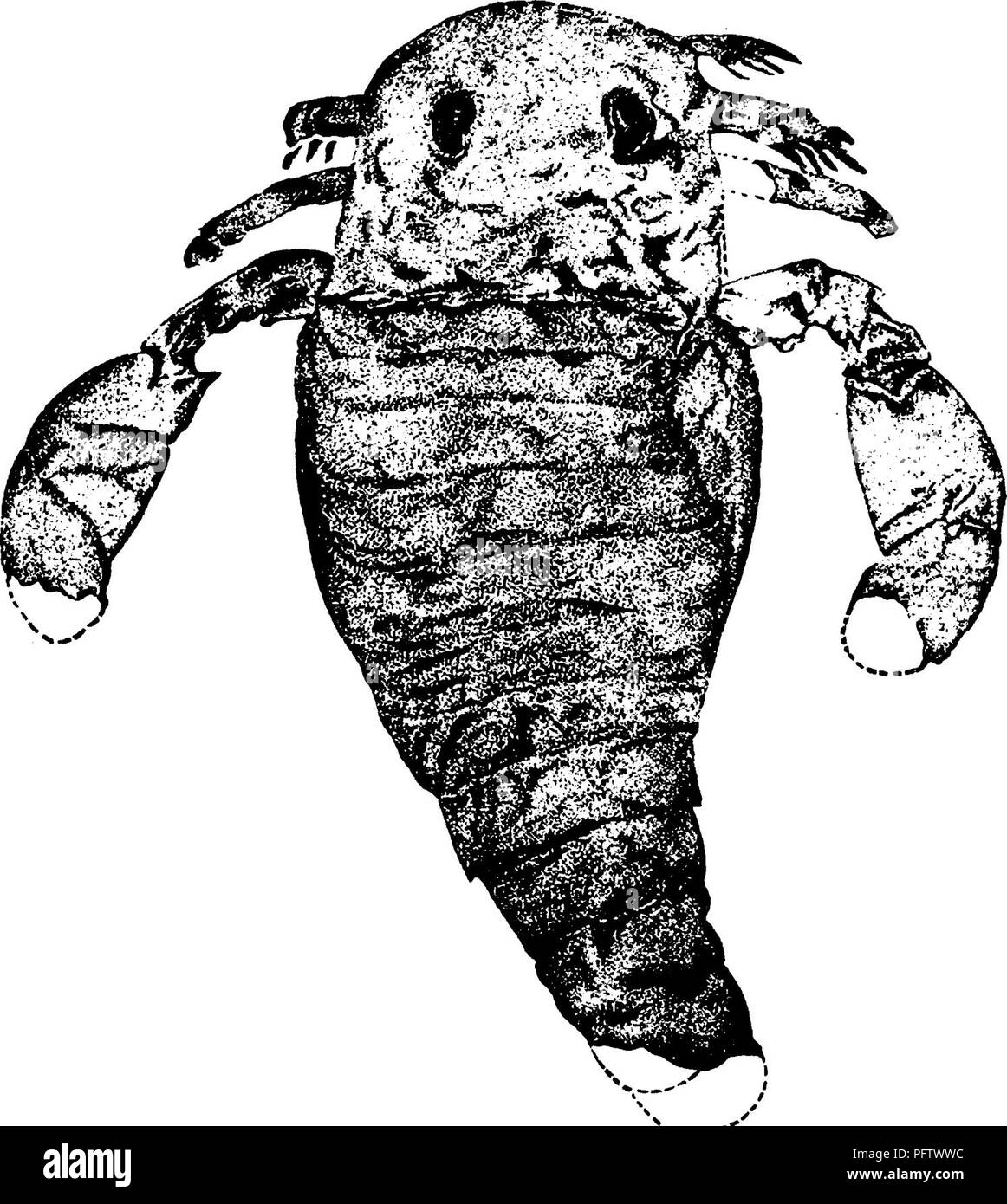 . Der eurypterida von New York. Eurypterida; Paläontologie. Einführung DIE GESCHICHTE DER UNTERSUCHUNGEN AUF DIE EURYPTERIDS VON NEW YORK und das angrenzende Gebiet der siluric Felsen von New York sind, von allen Ländern der Welt, die reichste in eurypterids. Das erste Beispiel überhaupt beschrieben W^wie hier. Die Probe wurde in Westmoreland, Oneida Co. gefunden, und wurde von Dr. S. L. Mitchill [1818] als Fossile Fische der Gattung Silurus, offensichtlich ein Fehler induziert durch die eigentümliche catfishlike Aspekt des Panzers betrachtet. 1825, James E. DeKay, darnach die distin- kungen Zoologen der natürlichen Hist Stockfoto