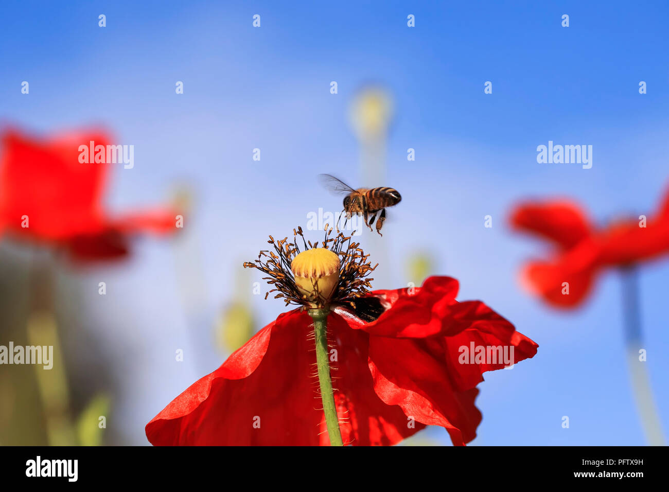 Kleine Honigbiene flattert über einem Sommer Wiese mit klaren blauen Himmel und Roter Mohn auf der Suche nach Nektar Stockfoto