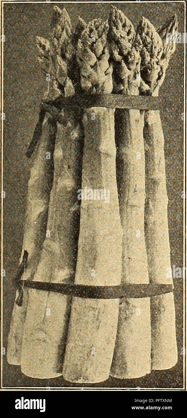 . Currie's Farm und Garten jährliche: Frühjahr 1926. Blumen Samen Kataloge, Leuchtmittel (Pflanzen) Samen Samen Kataloge Kataloge; Gemüse; Baumschulen (Gartenbau) Kataloge; Pflanzen, Zierpflanzen Kataloge; Gartengeräte und Zubehör Kataloge. Höchste Qualität nichts Besseres niiriiruriiiiiiiiiriiiiriiiiiiiiiiiiiiiiiiiiiiliiiiiiiiiiiiiiiiiiiiiiiiiiiiiiiiiiiiiiiiiiiiiiiiiiiiiui Immer Anlage die beste Artischocke - weltweit. Aussaat im April und wenn der Boden ist fertig Transplant. Im Herbst verpflanzen zu dauerhaften Viertel 3 Meter auseinander. Abdeckung mit 4 Zoll licht Einstreu für Schutz im Winter. Große G Stockfoto