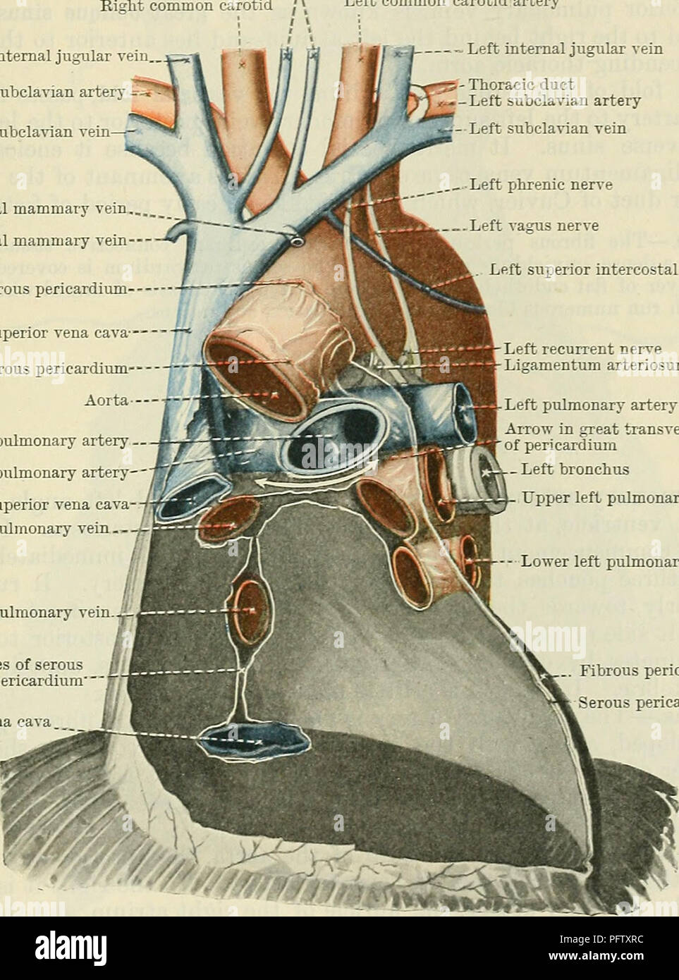 . Cunninghams Lehrbuch der Anatomie. Anatomie. PEEICAEDIUM. 881 Mediastinum, und es gibt Anhang, oben und unten, um die superior und inferior sterno-pericardial Bänder. In den größeren Teil seiner, soweit es von der vorderen Wand des Thorax durch den vorderen Rand der Lungen und Pleura sacs getrennt ist, aber es ist im direkten Zusammenhang mit der linken Hälfte des unteren Teil des Körpers des Brustbeins und in vielen Fällen mit den medialen Enden der Knorpel des vierten, fünften und sechsten Rippe auf der linken Seite und die linke transversus thoracis Muskel. Der posterioren Oberfläche bildet. Stockfoto