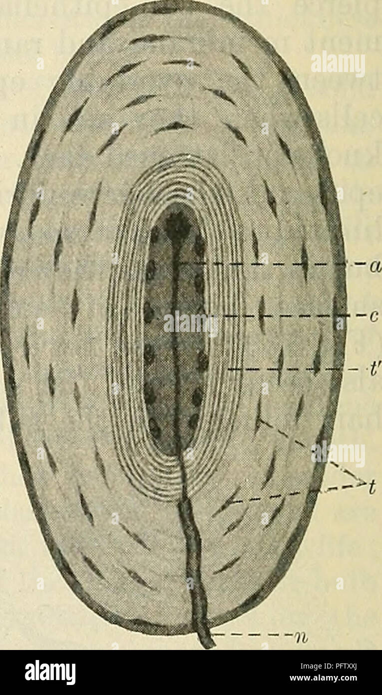 . Cunninghams Lehrbuch der Anatomie. Anatomie. Abb. 742. A, Ende der Lampe (Krause). B, korpuskel von Pacini x 12 1 C, korpuskel von Wagner aud Meissner/(nach Ranviel')-Abb. 743.- Herbst Korpuskel von Ente (sobotta). n, medullated Nerv - Faser; ein, wird ihre Achse der Zylinder in einem vergrößern; c, Zellkern von Kern; t, Zellkern von äußeren Tuniken; t', innere Tuniken. der Katze. Die Kapsel der Korpuskel besteht aus einer Reihe von Bindegewebe Tuniken konzentrisch um einen zentralen Kern von mehr oder weniger klar proto-keimplasma angeordnet; die tiefere Tuniken sind eng miteinander angewendet, aber Stockfoto