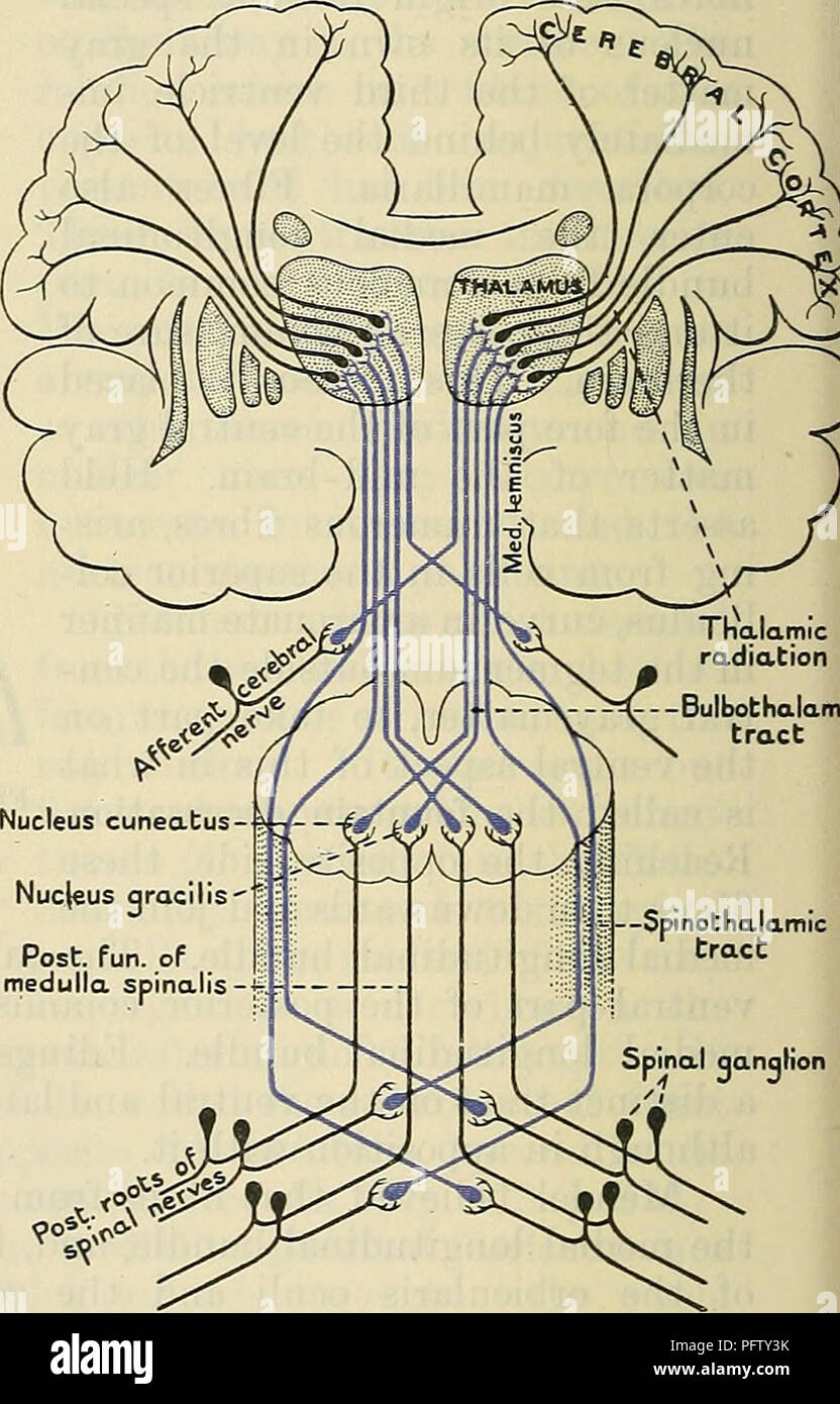 . Cunninghams Lehrbuch der Anatomie. Anatomie. Zellkern Zellkern hypoglossi (v. griech. Anterior Spalte von rückenmark Medulla 9o* p>. Post. Spaß. Von Medulla spinalis-f-Abb. 524.- Diagramm, welches einige der Bestandteile des Longitddinalis Fasciculus Medialis. Abb. 525.-Diagramm der Verbindungen des Medial Lemniscus und auch der Cer-tain DER THALAMO-kortikalen Fasern. Lemniscus Lateralis. - Die seitlichen lemniscus ist eine bestimmte Fläche von Längs- Fasern, die sich nach oben erstreckt sich durch die seitlichen Teil der tegmental Substanz der überlegene Teil der Pons und das mesencephalon. Stockfoto