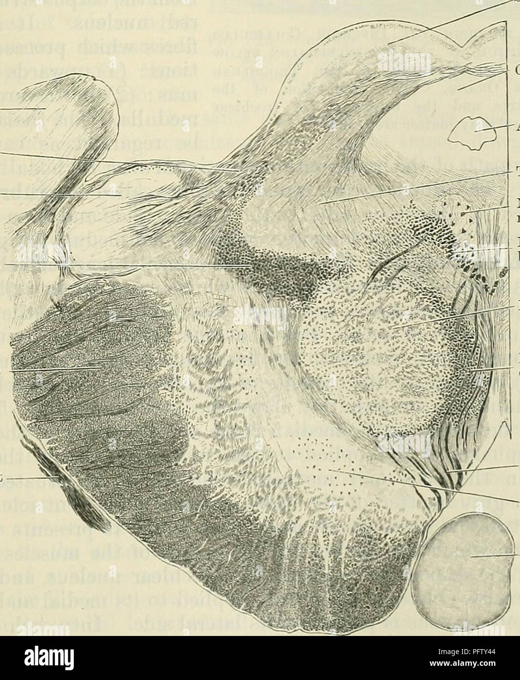 . Cunninghams Lehrbuch der Anatomie. Anatomie. Abb. 520. Basis-pedunculi - Querschnitt durch den menschlichen Mesencephalon auf der Ebene der Inferior Colliculus.. Superior colliculus sgfE Zentrale graue Materie Aquädukt Tegmentum Kern der okulomotorischen Nerv Medial longitudinal j^ TTi|I Bundle §§"./'^ rr Recl Kern Fasern der brachium conjunctivum Okulomotorischen nerv Substantia nigra Corpus mamillare Abb. 521.-Querschnitt durch den menschlichen Mesencephalon auf der Ebene der Superior Colliculu> .. Bitte beachten Sie, dass diese Bilder extrahiert werden aus der gescannten Seite Bilder, gewesen sein kann Stockfoto