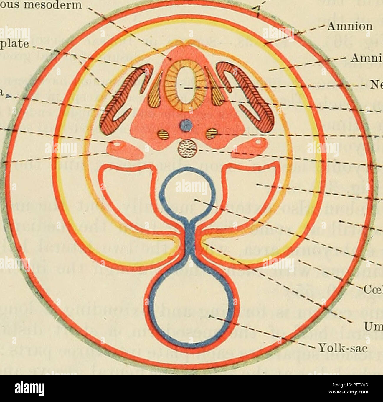 . Cunninghams Lehrbuch der Anatomie. Anatomie. Abb. 39.- Querschnitt der Zygote in Abb. 1 gezeigt. 38, zeigt die Differenzierung des Mesoderms. eines dreieckigen Prismas mit der Apex ventro-medial, in Richtung der Chorda dorsalis und die Base dorso-seitlich, in Richtung Oberfläche Ektoderm. Die Vena cephalica Teil jedes achsparallelen Bar, soweit caudalwards in der Mitte der Hinterflügel - Gehirn, bleibt nicht segmentiert, aber der Rest ist in eine Reihe von Scleratogenous Mesoderm" Muskel Platte geschnitten. Cutis lamella Wolff'schen Kanal-^ Intermediate Zelle Trakt.-.. Amnion Hohlraum Neuralrohr - Ganglion spinale Stockfoto