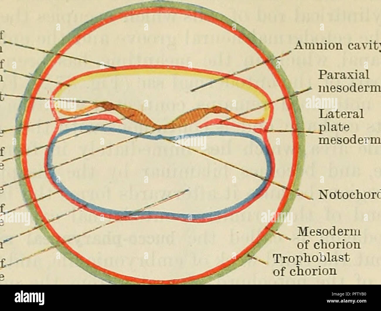 . Cunninghams Lehrbuch der Anatomie. Anatomie. 26 menschliche "EMBEYOLOGY. Mesoderm von Amnion" ektoderm von Amnion Neuralleiste Dach - plat Seitliche Wand der Neuralrinne "Bodenplatte" Mesoderm oL - entoderm Vesikel Entoderm '"' Hohlraum o £ entoderm Vesikel Amnion Hohlraum paraxialen Mesoderm. Chorda dorsalis Mesoderm von chorion Trophoblast Der chorion Abb. 35.- Quer Sectiox einer Zygote, in dem frühen Stadium der embryonalen sekundäre Mesoderm vor dem Erscheinen des embryonalen Teile von zölom. Amnion Hohlraum paraxialen Mesoderm. Bitte beachten Sie, dass diese Bilder aus gescannten Seite Bilder, die extrahiert werden Stockfoto