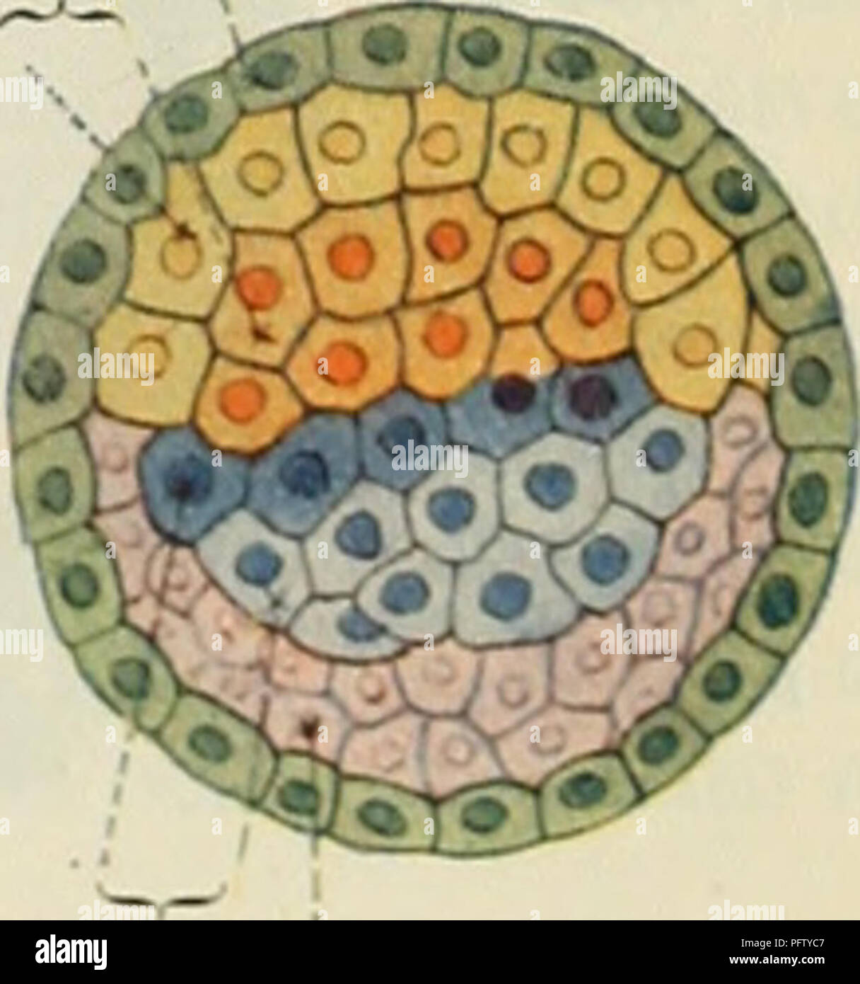 . Cunninghams Lehrbuch der Anatomie. Anatomie. Innere mas der Zelle Abb. 26. âSegmentation der Zygote. Morula Stadium. Ektoderm Troi> hoblast. Entoderm - Primäre mesodei m Abb. 27. âDifferentiation oi Zygote und Zellen (Hypothetischen).. Bitte beachten Sie, dass diese Bilder sind von der gescannten Seite Bilder, die digital für die Lesbarkeit verbessert haben mögen - Färbung und Aussehen dieser Abbildungen können nicht perfekt dem Original ähneln. extrahiert. Cunningham, D.J.(Daniel John), 1850-1909; Robinson, Arthur, b. 1862, Hrsg. New York, W. Holz Stockfoto