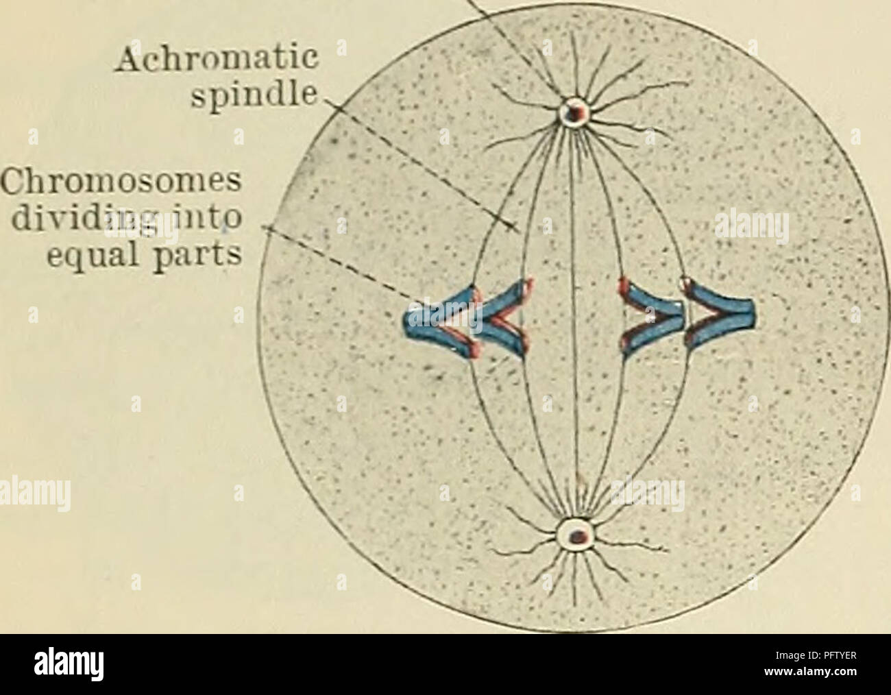 . Cunninghams Lehrbuch der Anatomie. Anatomie. 10 menschliche EMBEYOLOGY. Tochter eentrosome. Abb. 6.-Schema der tierischen Zelle in Meta-Phase der homotjpe mltosis. Tochter eentrosome Chromosomen am Pole der Spindel achromatische Spindel die chromatische suhstance zusammengefasst zunächst eine feine und danach ein dickeres Gewinde oder spirem zu bilden. Zur gleichen Zeit, eine Spindel von Achromatischen Fibrillen erscheint zwischen den beiden Tochter centrosorues und die kernmembran verschwindet. Sobald der achromatischen Spindel ist definitiv die chromatische Thema in mehrere Segmente unterteilt, die Chromosomen, die Stockfoto