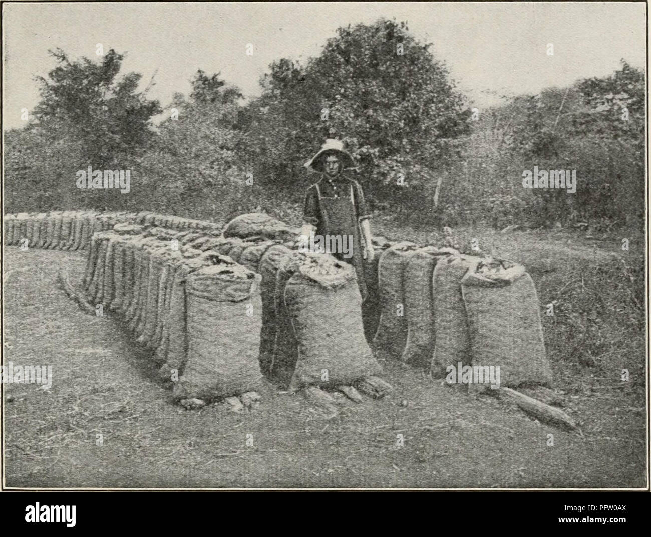 . Der Kuba zu überprüfen. Kuba -- Zeitschriften. TH E KUBA REVI E W. 29. Methode der Heilung von Zwiebeln in Säcke stehen in das Feld ein. Wenn Sie nicht Baumwollsaatöl Mahlzeit bekommen können, versuchen Sie dies: Pfund. Nitrat der Soda, 147 © zu 16 % Stickstoff 300 getrocknete Blut 500 Acid Phosphat 800 granuliertes Kaliumchlorid, 50% 400 Mengen von Saatgut erforderlich ist 4 j/^ Pfund pro Acre, wo Zeilen sind 14 Zoll auseinander. Wenn 3 Meter auseinander 1^ Pfund tun wird. Für kleine Beizen Zwiebeln ca. 25 Pfund pro Acre ist notwendig. Gute Saat ist natürlich sehr wichtig. Es ist ratsam, zu pflanzen, so dass wenig Verdünnung erforderlich sein wird. Acht oder zehn Pflanzen, der Fuß ist e Stockfoto
