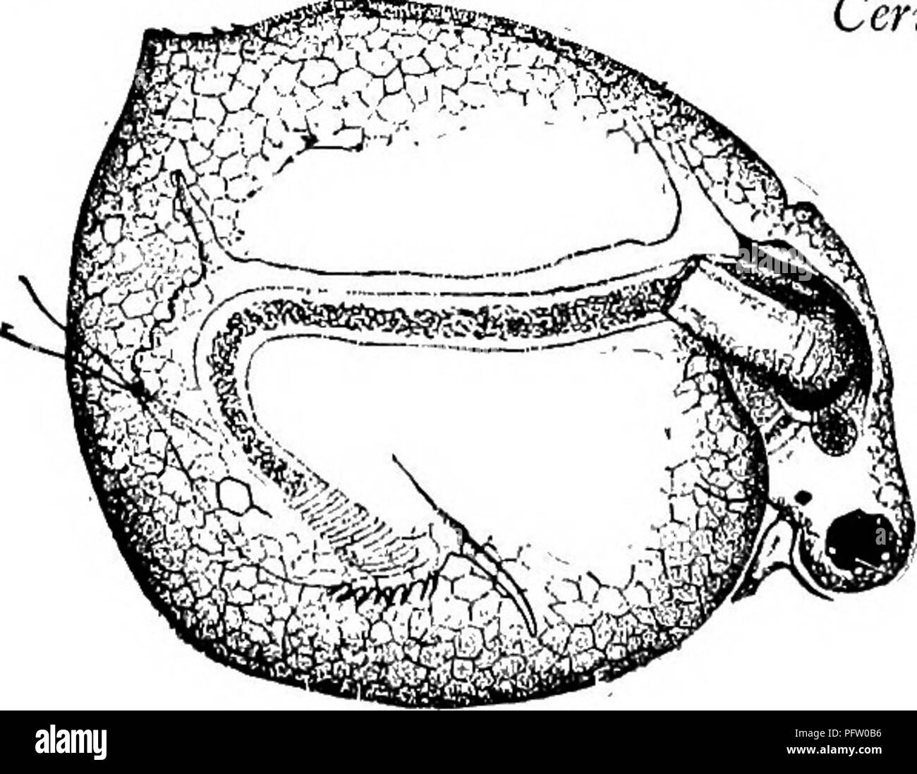 . Süßwasser-Biologie. Süßwasser-Biologie. Abbn. 1085, 1086. Ceriodaphnia quadrangula. 62 (56) 57) Post - Abdomen sehr breit, schräg abschneiden 63 63 (64) Vertex gleichmäßig gerundet, ohne Stacheln. Antennules moderat. Ceriodaphnia lalicaudata S. E. Miiller 1867. Allgemeine Form um. Ventile ventricose unten. Post - Abdomen groß, in der Mitte der geweiteten, schräg abgeschnitten und Lager 8-11 Stacheln am unteren Rand. Krallen lange, denticulate. Farbe transparent oder blickdicht, durch Rot und rot-braun bis fast schwarz. Länge, 9 bis 1,0 mm., aber nicht gesehen, die größer als 0,7 mm. In den Vereinigten Staaten; $, bis 0,7 mm. Wisconsin Stockfoto
