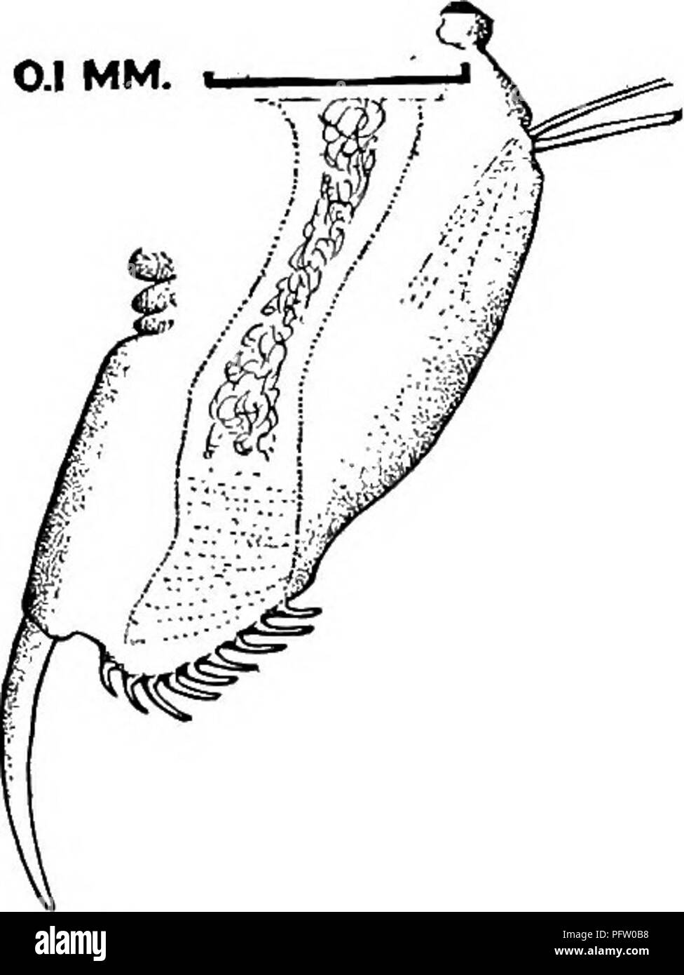 . Süßwasser-Biologie. Süßwasser-Biologie. Abbn. 1085, 1086. Ceriodaphnia quadrangula. 62 (56) 57) Post - Abdomen sehr breit, schräg abschneiden 63 63 (64) Vertex gleichmäßig gerundet, ohne Stacheln. Antennules moderat. Ceriodaphnia lalicaudata S. E. Miiller 1867. Allgemeine Form um. Ventile ventricose unten. Post - Abdomen groß, in der Mitte der geweiteten, schräg abgeschnitten und Lager 8-11 Stacheln am unteren Rand. Krallen lange, denticulate. Farbe transparent oder blickdicht, durch Rot und rot-braun bis fast schwarz. Länge, 9 bis 1,0 mm., aber nicht gesehen, die größer als 0,7 mm. In den Vereinigten Staaten; $, bis 0,7 mm. Wisconsin Stockfoto