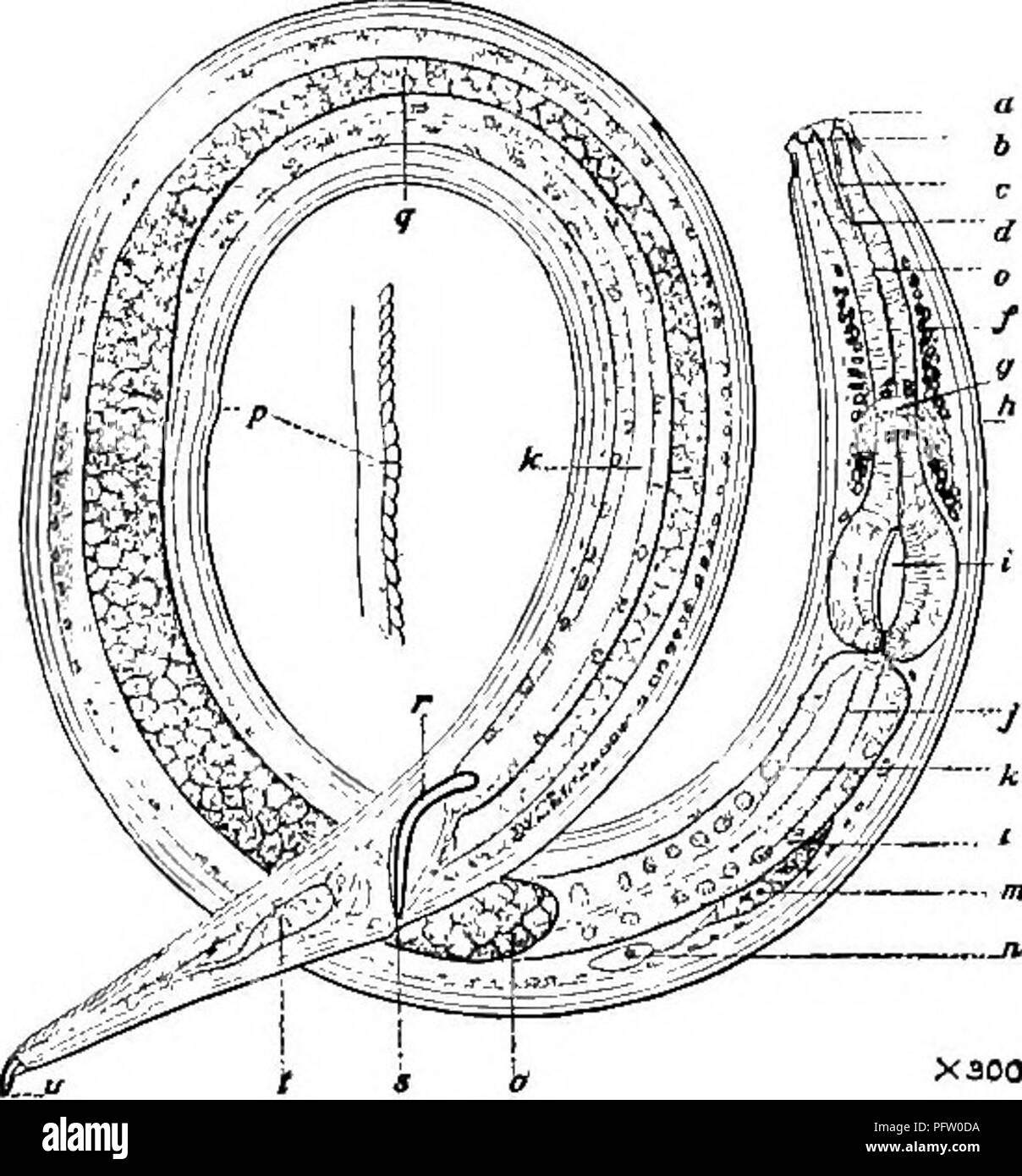 . Süßwasser-Biologie. Süßwasser-Biologie. Frei lebende Nematoden 489 26 (27) seitliche Punkte viel akzentuiert Spilophora Bastian. Die Schlieren sind aufgelöst in Zeilen von Punkten, die auf dem seitlichen Felder akzentuiert werden. Von der Gattung eine Kerbe oder mehrere bekannte Arten, aquatische, meist Marine. Vertreter der Spezies. Spilophora canadensis Cobb 1914.. &Amp;. ; 15. Â^: 4. V - 88,4 - "SY. i - Seitliche Flügel {3) sind sehr prominent, und Pos-teriorly sind etwas Leiterförmig. Die Weibchen haben symmetrisch Eierstöcke zurückgebogen. Lebensraum: Süßwasser-Teiche. Cape Breton ist - Land, Dominion von Kanada. Abb. 786. Spi Stockfoto