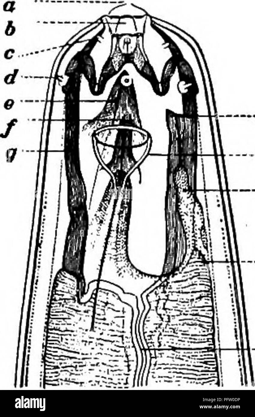 . Süßwasser-Biologie. Süßwasser-Biologie. Frei lebende Nematoden ,487 19 (18) Wichtigste Zahn submedian. Lippen dünn; Seten vorhanden 20 20 (21) Männer ohne Bursa Oncholaimus Dujardin. /: III Gattung der zahlreichen Arten, die fast alle Marine. Einige wenige Arten nur in Brack- und Süßwasser. Cosmopolitan, Eigenprojekt gut in den polaren Meeren. Einige eine Länge von 25 bis 30 mm erreichen. Die Personen treten manchmal in enormen Zahlen. Der Pharyngealen Zähne variieren in der Anzahl, Form und Größe, und gute bestimmte Zeichen nicht leisten. Die Segmente des esopha-gus häufig weit verzweigte "Speichel" Gl enthalten Stockfoto