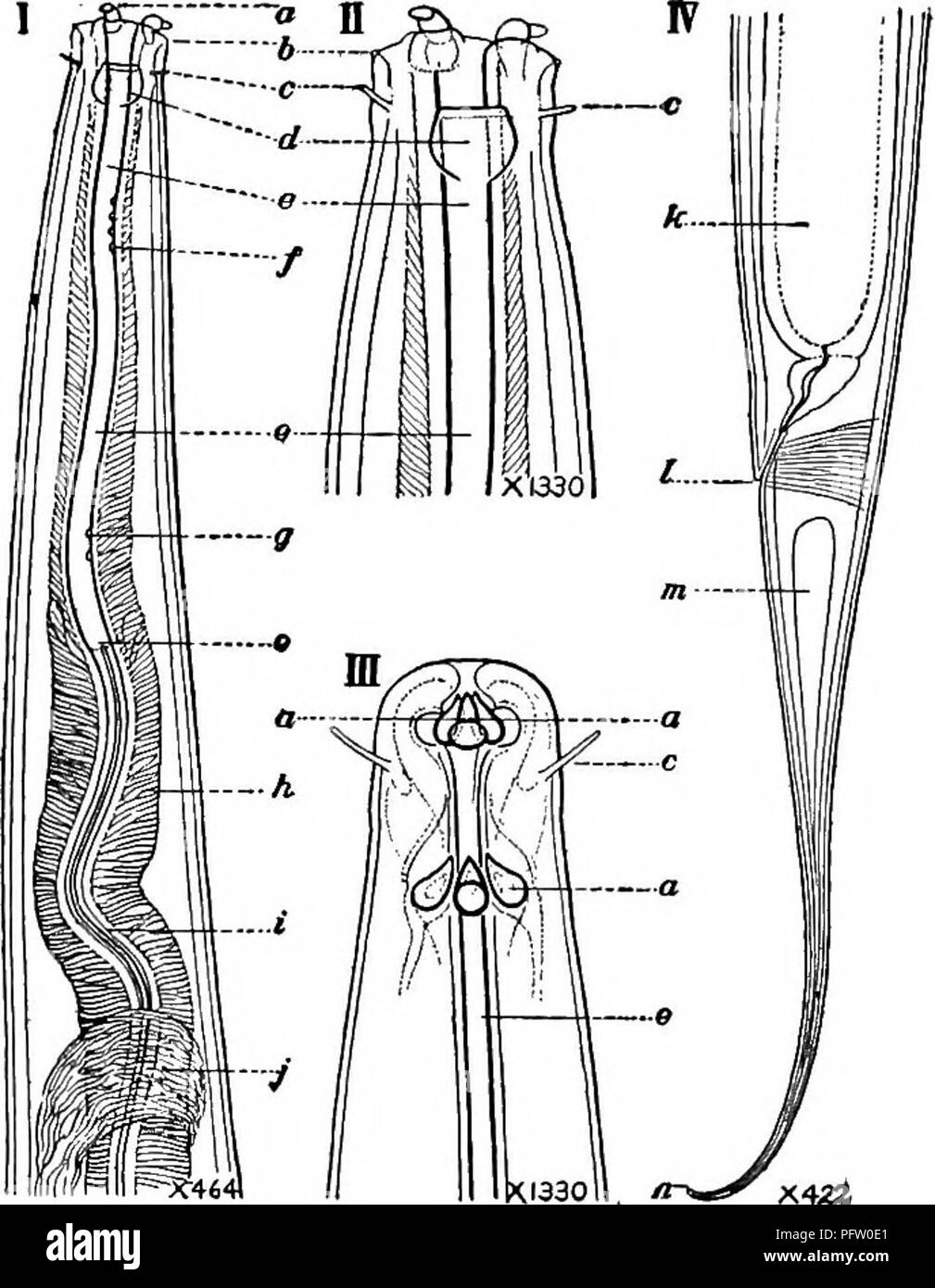 . Süßwasser-Biologie. Süßwasser-Biologie. 486 Süßwasser-BIOLOGIE 15 (16) Anzahl der Zähne drei, gleich, kleiner, mobiler, weit vorne in der Nähe der Mündung. Ironus Bastian. Gattung mit etwa sechs bekannten Arten, zu frischem Wasser beschränkt, obwohl es eine sehr ähnliche Gattung, ThaUasironus de Mann, für den Empfang von ähnlichen marine Formen. Einige Arten hermaphro - ditic. Speicheldrüsen in der Speiseröhre. Vertreter der Spezies. Ironus americanus Cobb 1914. Aus der Größe des scheinbar gereifte Eizellen wird davon ausgegangen, dass die Eier sind erheblich verlängert. Es ist unwahrscheinlich, dass es mehr als eine in der Gebärmutter enthalten ist Stockfoto