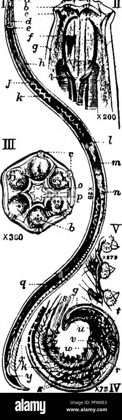 . Süßwasser-Biologie. Süßwasser-Biologie. X 12 t. 1 - Â°.6 6. 19 S bin ich .6 l.l 2.6 2.9 1.}' 3 6' 6 19. - M - 95 â â Na" Dieses elegante Art ist ein Boden - inhabitating Form U - X 2 3" "-"^ manchmal in nasse Stellen gefunden. Keine amerikanischen Arten sind asyet darstellte. Die angrenzende il-lustrations aje von australischen Proben abgeleitet. Abb. 782. Mononchus Major. Ich, Seitenansicht der männlichen; II, Seitenansicht der Leiter des gleichen; m, Vorderseite des Kopfes; IV, Seitenansicht der Schwanz; V, Details der männlichen Papillen, ein, Mund; h, Lippe - papille; c, Lippe; d, Speiseröhre; e, Nerv-rin^;/, phar-yngeal tootli; g, innerviert Papille Stockfoto