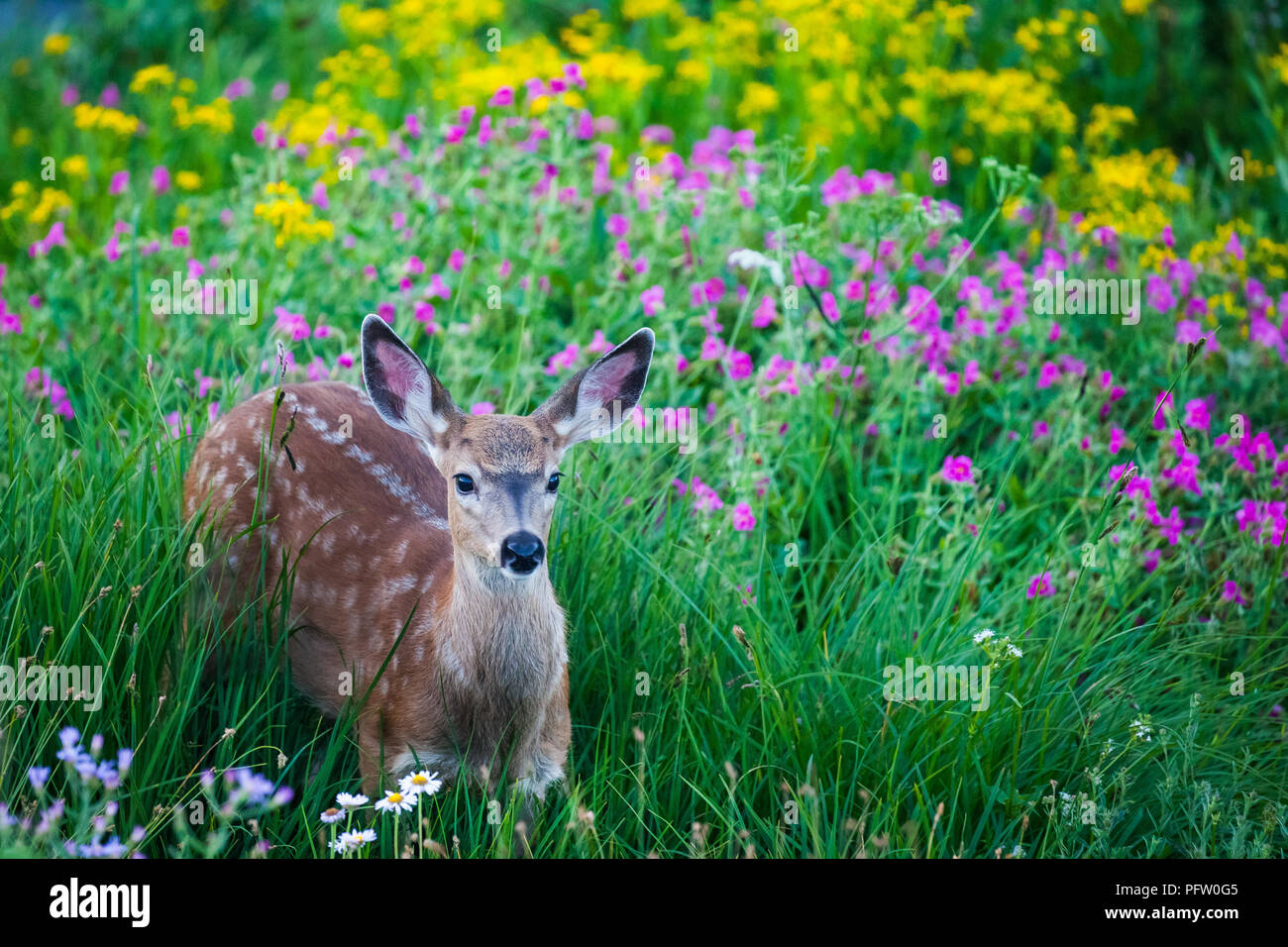 Junge Spotted Deer fawn in der Wiese mit Blumen Stockfoto