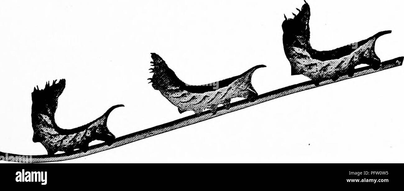 . Handbuch der Natur - Studie für Lehrer und Eltern, auf dem Cornell Natur - Studie Merkblätter. Die Natur studieren. Ein ausgewachsener Caterpillar des Myron Sphinx.. Ein "Kuchen." Die Raupen des Myron Sphinx in der Haltung der Verteidigung. Foto von M. V. Slingerland.. Bitte beachten Sie, dass diese Bilder sind von der gescannten Seite Bilder, die digital für die Lesbarkeit verbessert haben mögen - Färbung und Aussehen dieser Abbildungen können nicht perfekt dem Original ähneln. extrahiert. Comstock, Anna Botsford, 1854-1930. Ithaca, N.Y., Comstock Verlag Stockfoto
