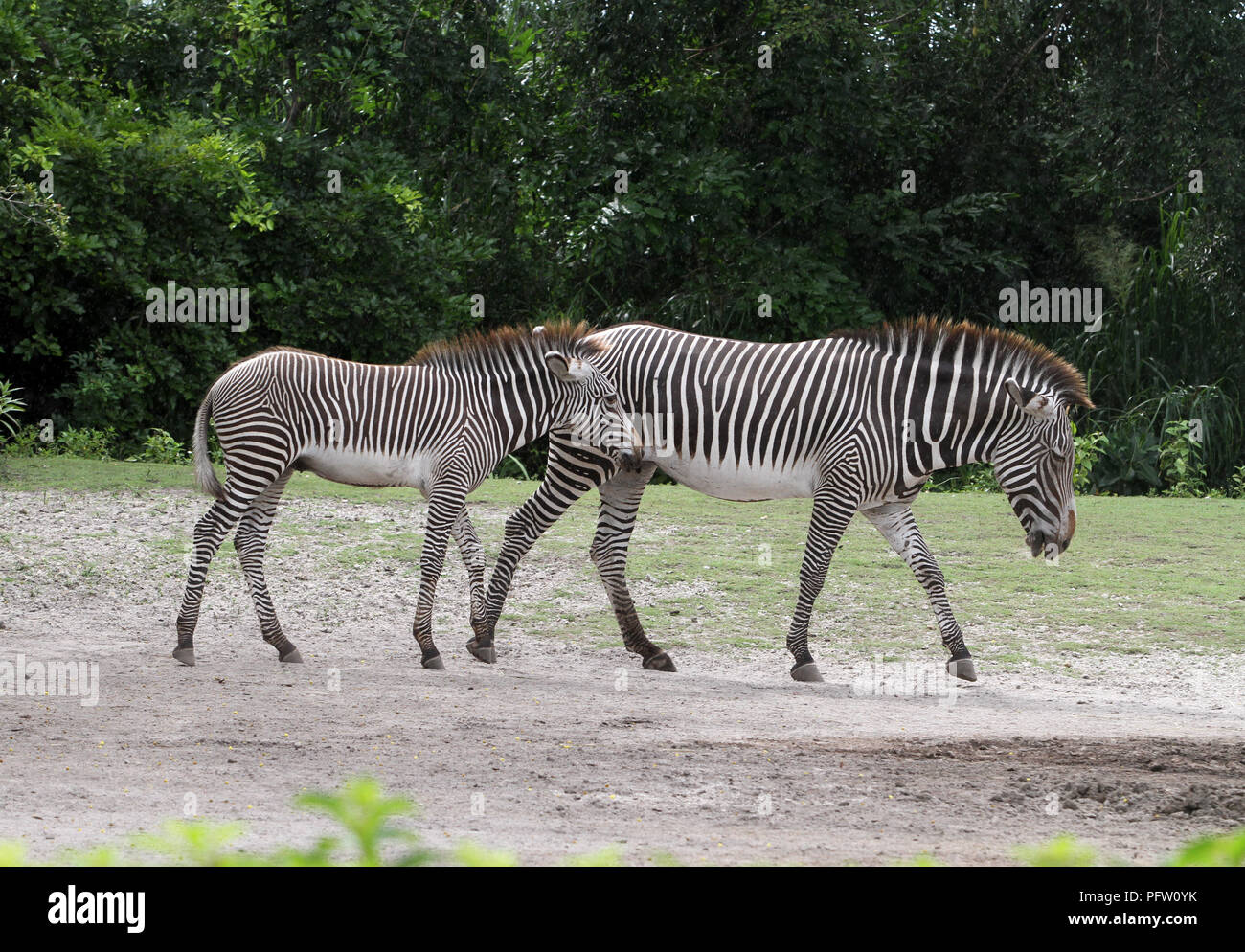 Zwei Zebras wandern Stockfoto