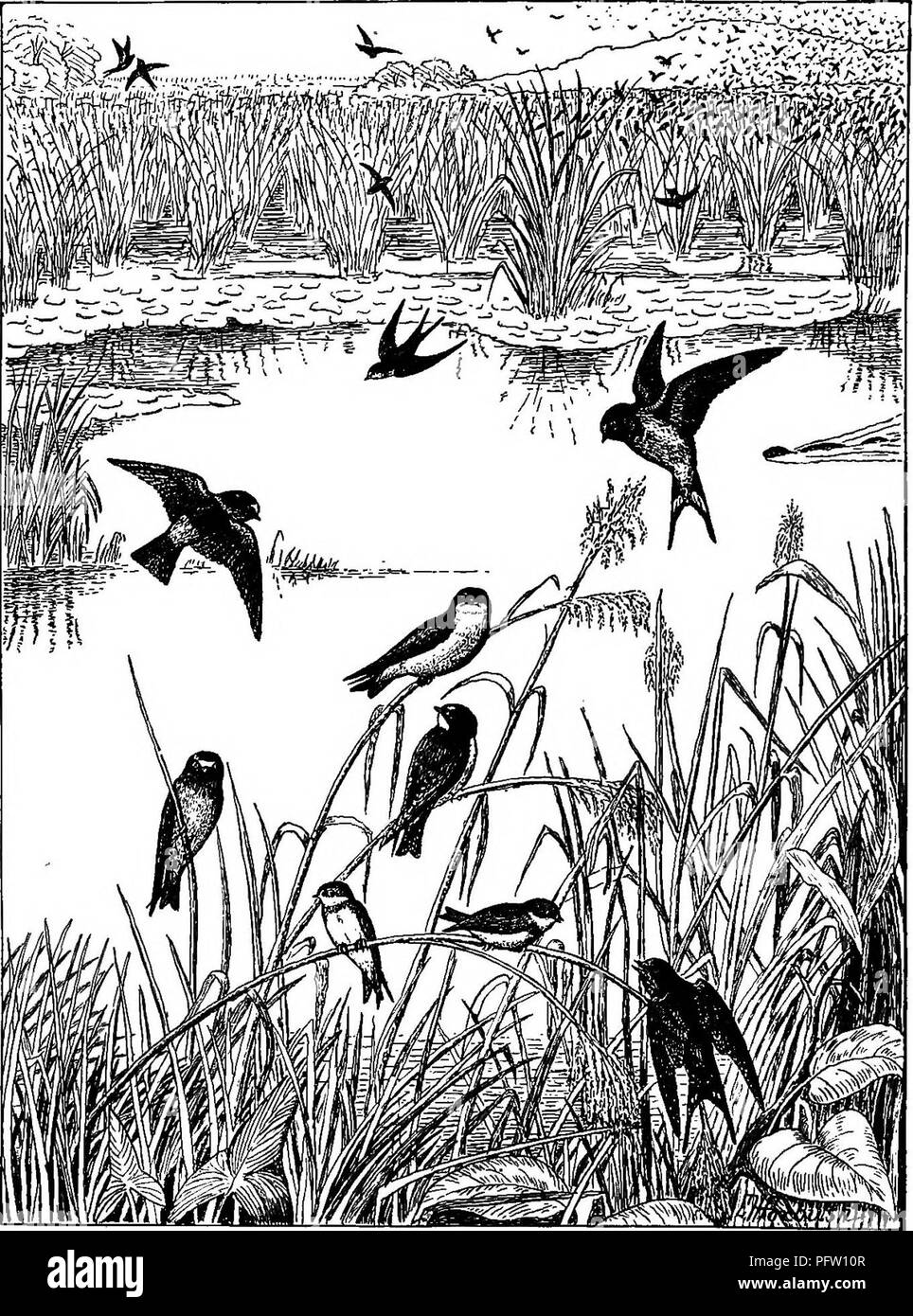 . Nützliche Vögel und deren Schutz. Enthält kurze Beschreibungen der häufigsten und nützliche Arten von Massachusetts, mit Berichten über ihre Ernährungsgewohnheiten, und ein Kapitel über die Mittel zur Gewinnung und Schutz der Vögel. Vögel, Vögel. Platte XXXII. - Eine Schwalbe Roost. Baum Schlucken. Cliff Swallow. Rauchschwalbe. Bank Schlucken.. Bitte beachten Sie, dass diese Bilder sind von der gescannten Seite Bilder, die digital für die Lesbarkeit verbessert haben mögen - Färbung und Aussehen dieser Abbildungen können nicht perfekt dem Original ähneln. extrahiert. Forbush, Edward Howe, 1858-1929; Massachusetts. Zustand Stockfoto