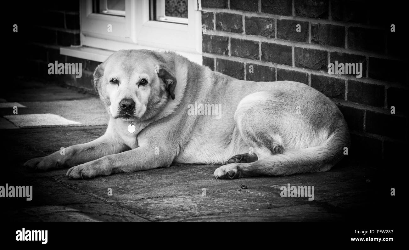 Schwarzweiß-Foto von einem alten gelben Labrador out liegen Seite Stockfoto