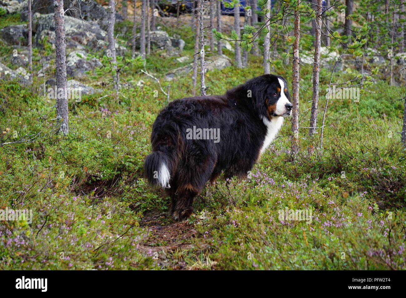 Berner Sennenhund stehend in der Arktis Wald in Lappland Finnland während der Hund freundlich Sommerferien Stockfoto