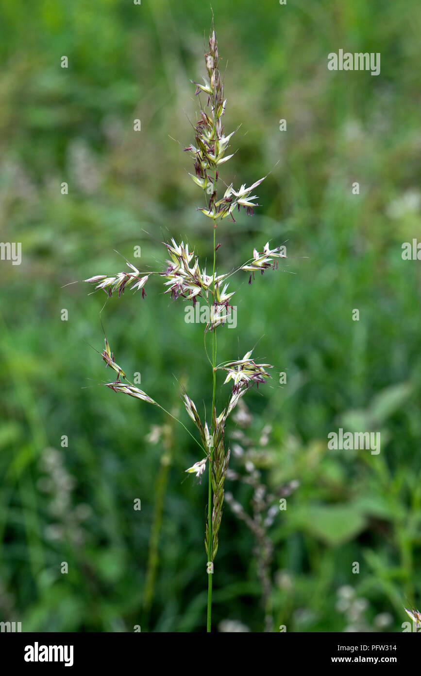 Falsche oat-Gras oder Zwiebel Couch, Arrhenatherum elatius, blühende Spikes auf hohen Mehrjährige Gras, Berkshire, Juni Stockfoto