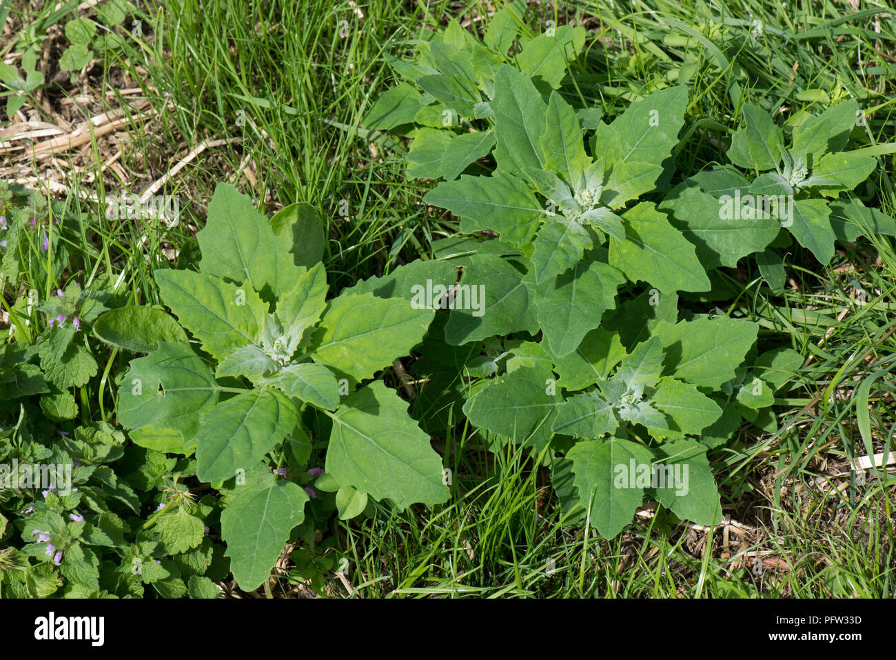 Fette Henne oder Pigweed, Schisandra album, junge Pflanzen mit Jungen glaucous Blätter, Berkshire, Juni Stockfoto