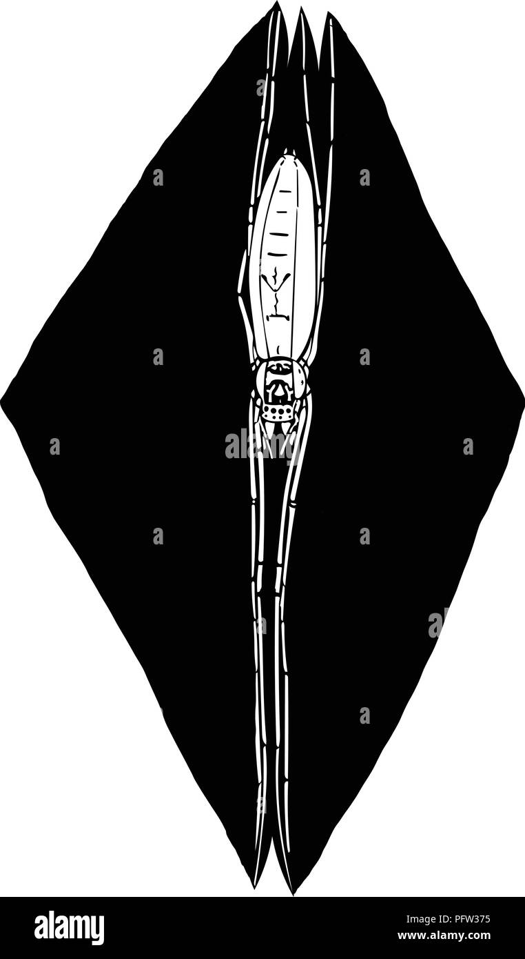 Schwarz & Weiß Vektorgrafik der Vertikale lange Backen Orb-weaver Spider auf Schwarz rautenförmige Hintergrund. Stock Vektor