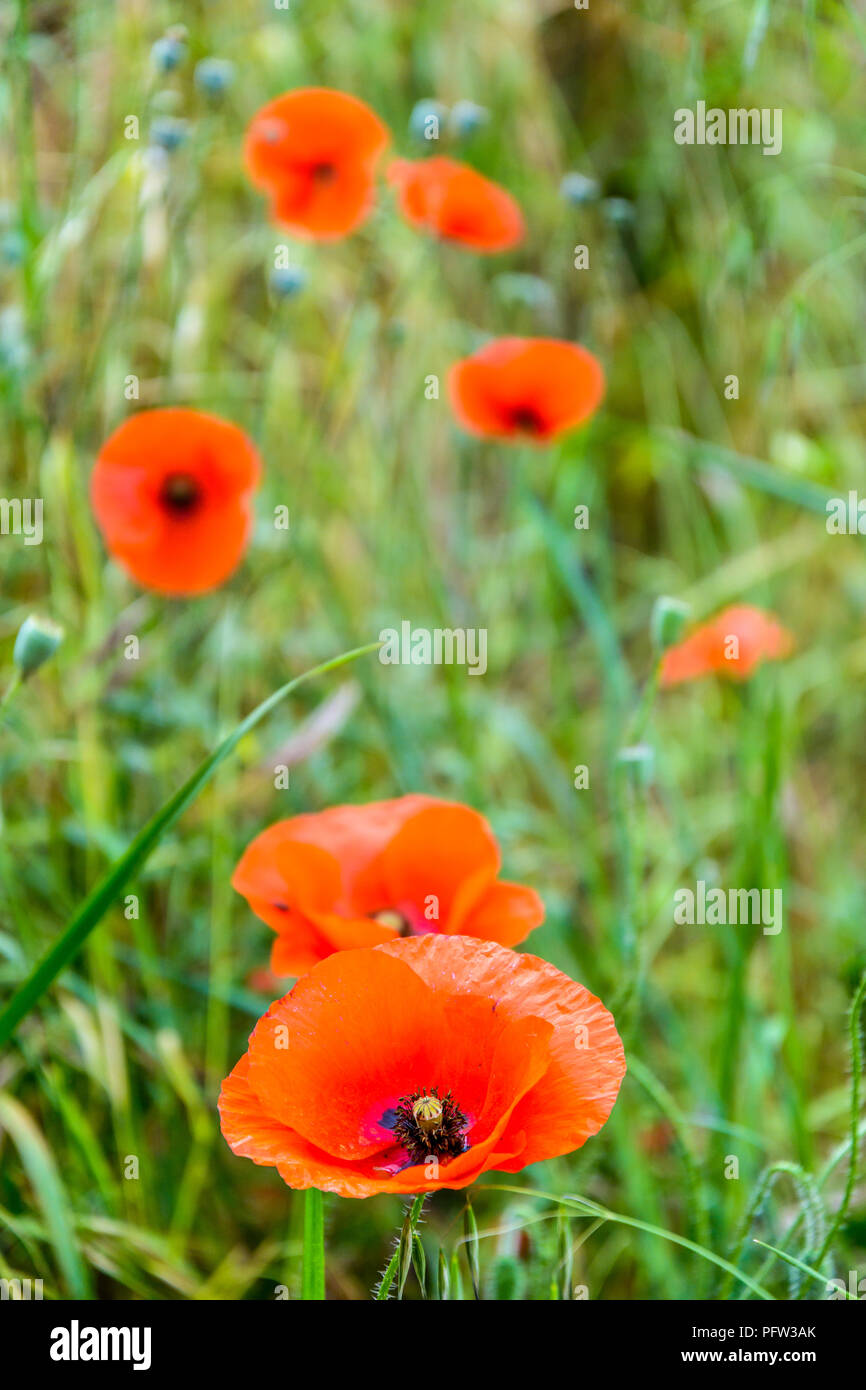 Klatschmohn in voller Blüte zusammen mit Knospen auf einem grasbewachsenen Hügel, der mit einer geringen Tiefenschärfe. Stockfoto