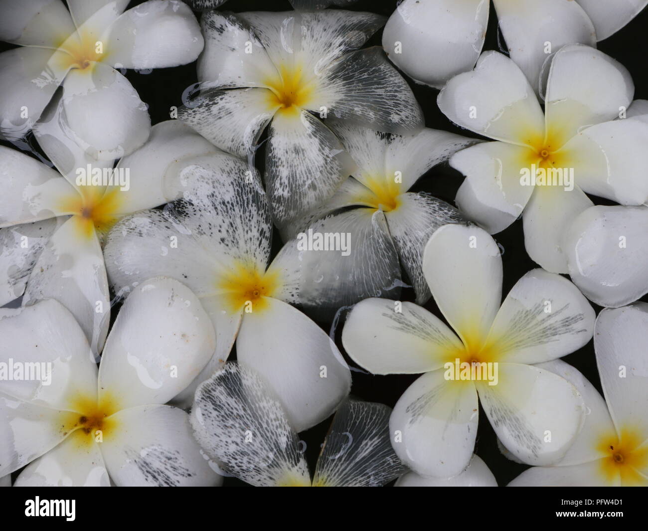 ฺBackground Blumen schwimmt auf dem Wasser Stockfoto