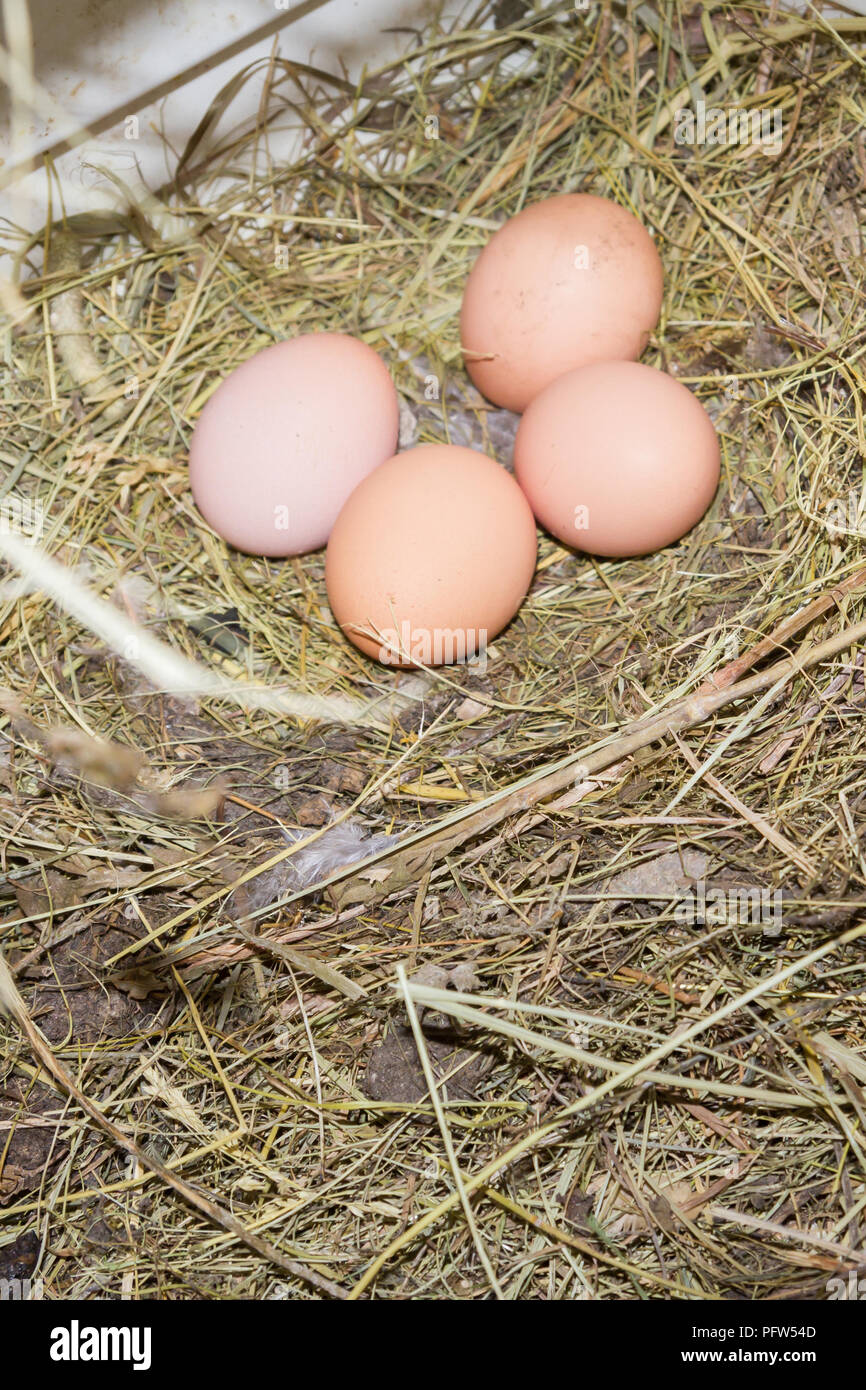 Frisches huhn eier werden in den Hühnerstall durchgeführt Stockfoto