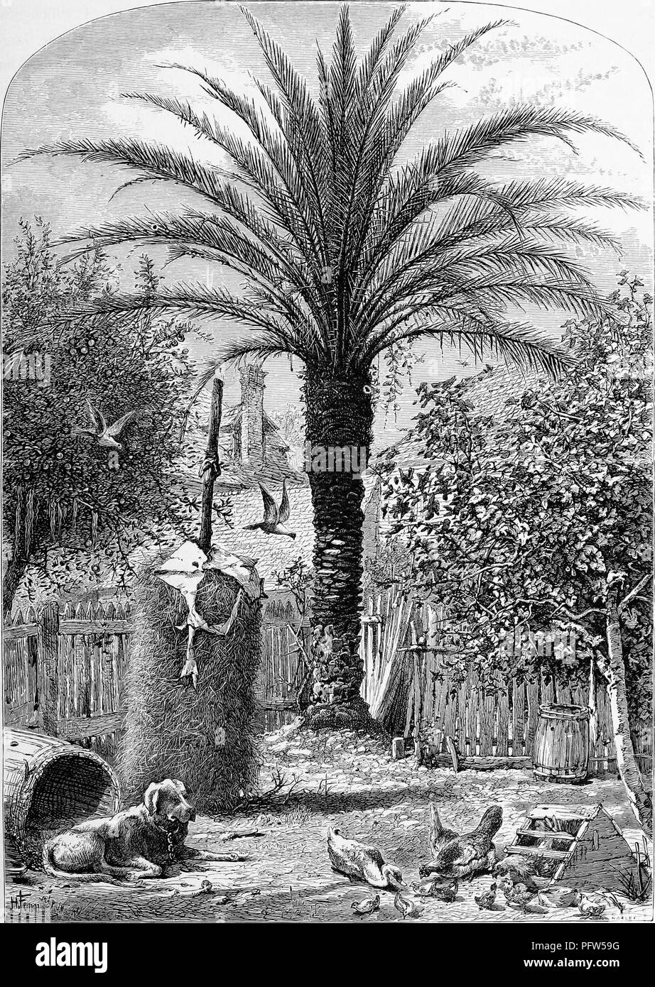 Schwarze und eine weiße Vintage Print, ein Hof, mit einem Hund und Hühner im Vordergrund und eine Dattelpalme (Phoenix dactylifera) im Hintergrund, in der Altstadt von St. Augustine entfernt, an der Nordostküste von Florida, in einer bearbeiteten Band William Cullen Bryant "Malerischen Amerika; oder, in das Land, in der wir Leben", 1872 veröffentlicht. Mit freundlicher Genehmigung Internet Archive. () Stockfoto