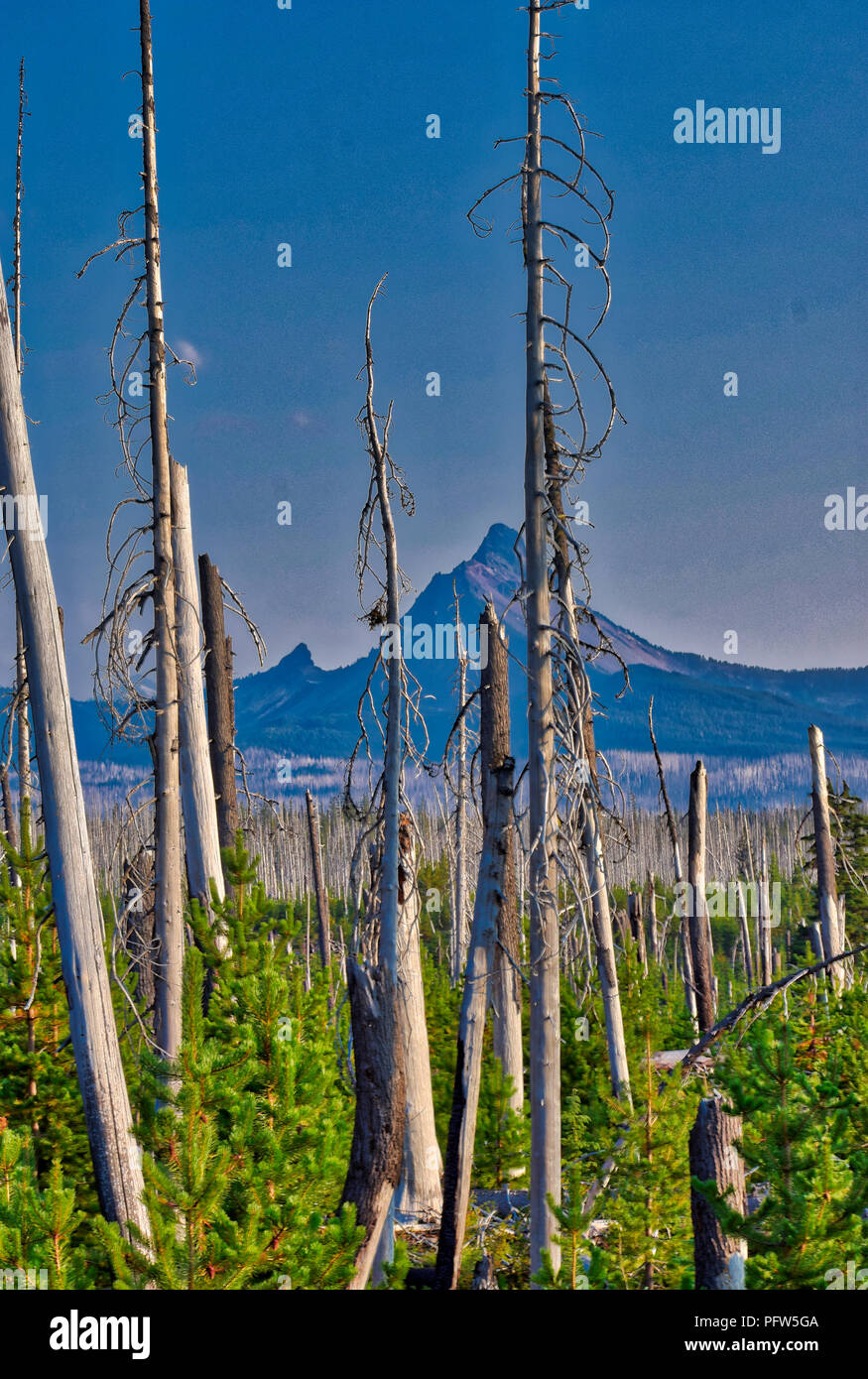 Mt Washington gesehen von Pacific Crest Trail in Oregon Stockfoto