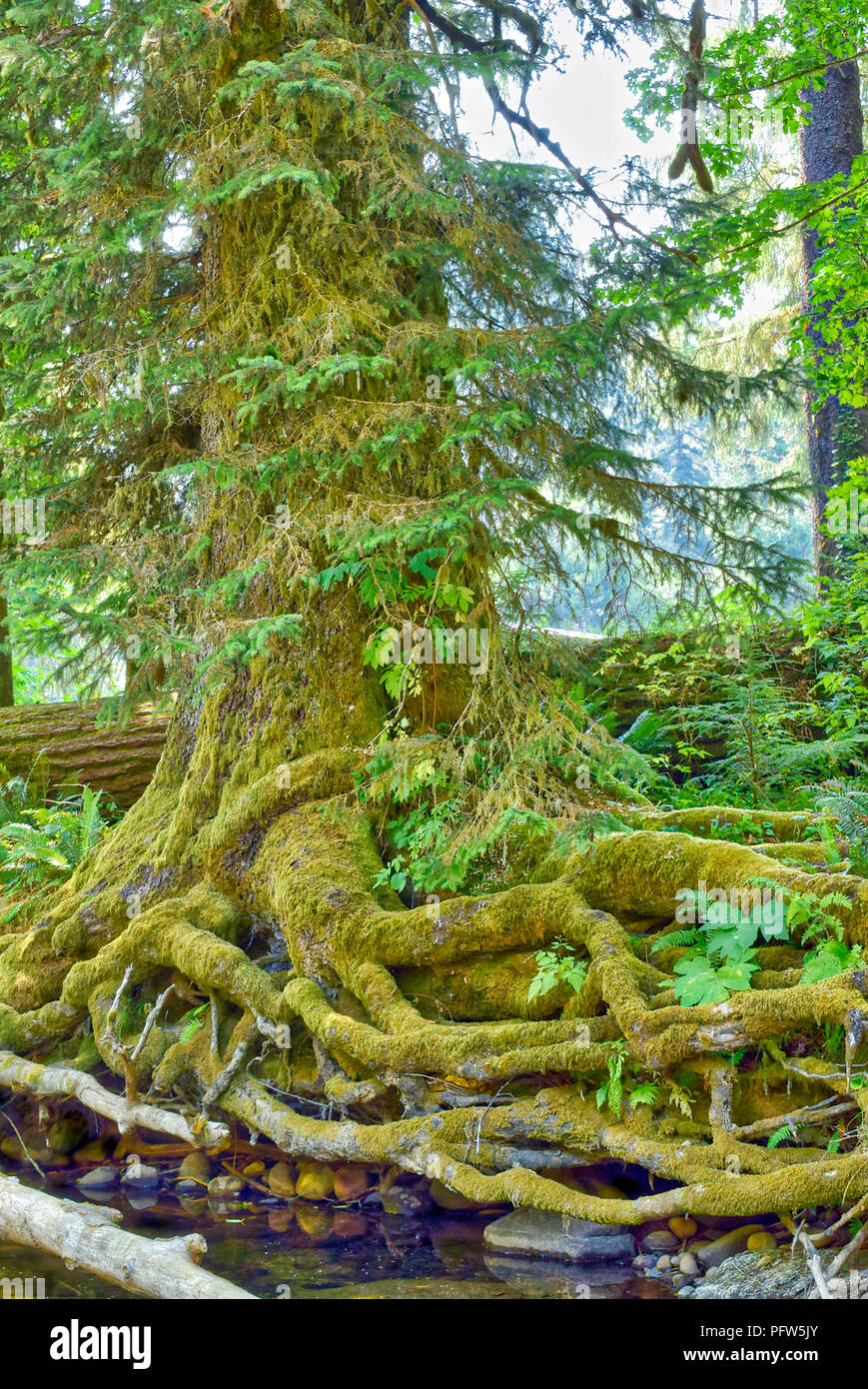 Alte Wachstum Wald in Oregon Stockfoto