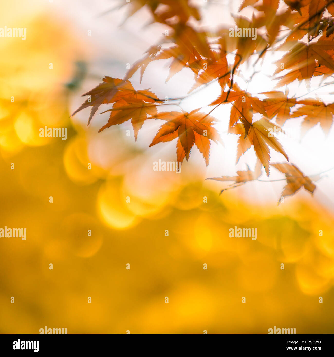 Blätter im Herbst mit Sonnenstrahlen, sehr flachen Fokus Stockfoto
