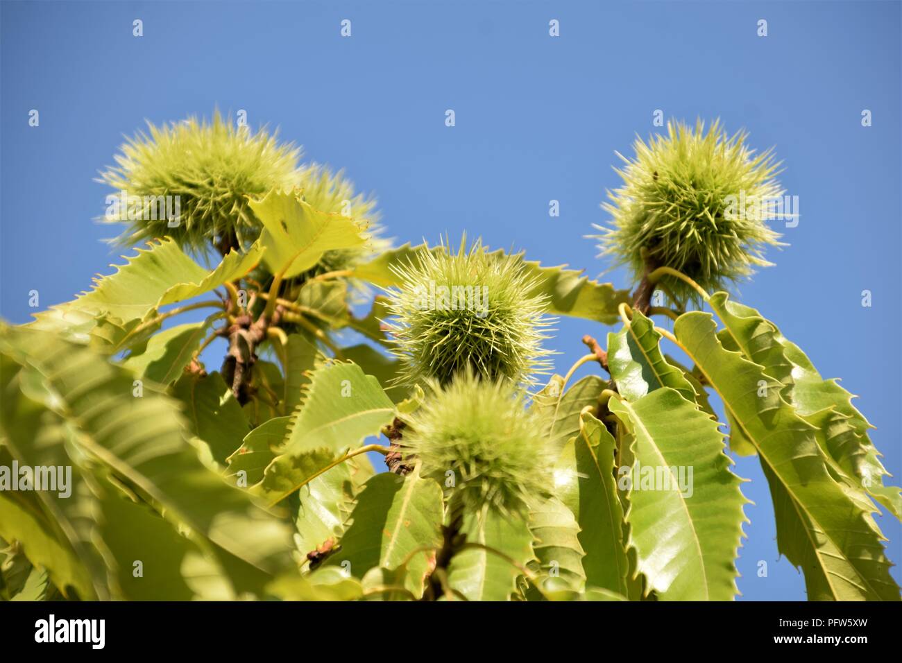 Kastanien grüne Zweige dicht gegen den natürlichen Hintergrund Stockfoto