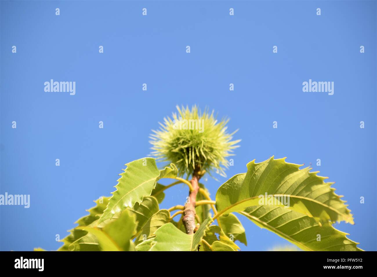 Kastanien grüne Zweige dicht gegen den natürlichen Hintergrund Stockfoto