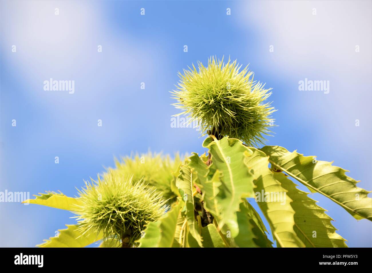 Kastanien grüne Zweige dicht gegen den natürlichen Hintergrund Stockfoto