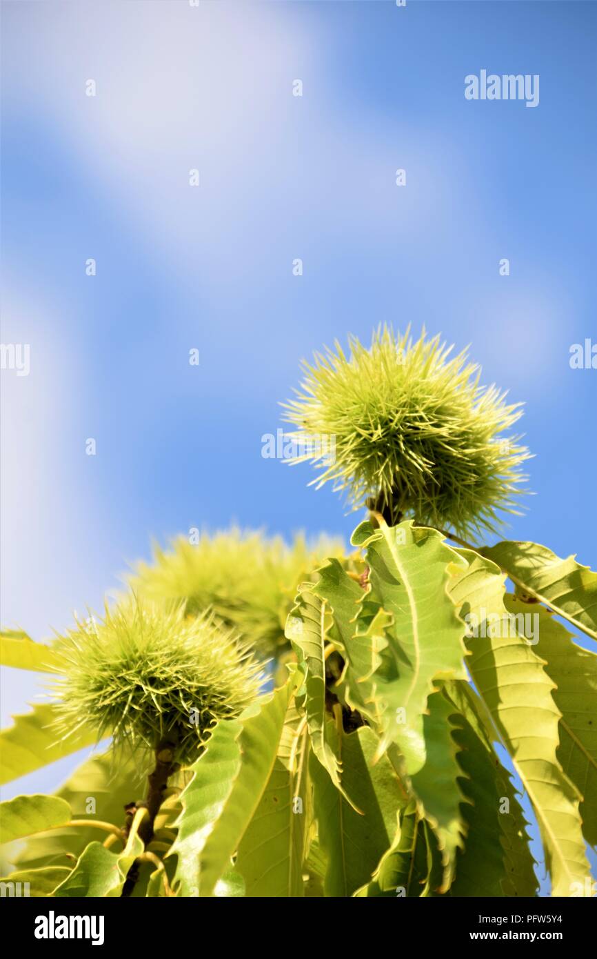Kastanien grüne Zweige dicht gegen den natürlichen Hintergrund Stockfoto