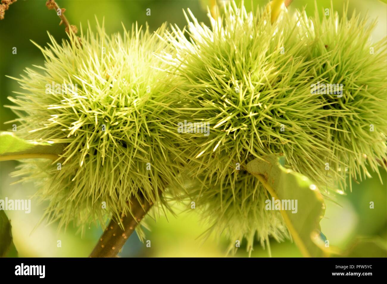 Kastanien grüne Zweige dicht gegen den natürlichen Hintergrund Stockfoto