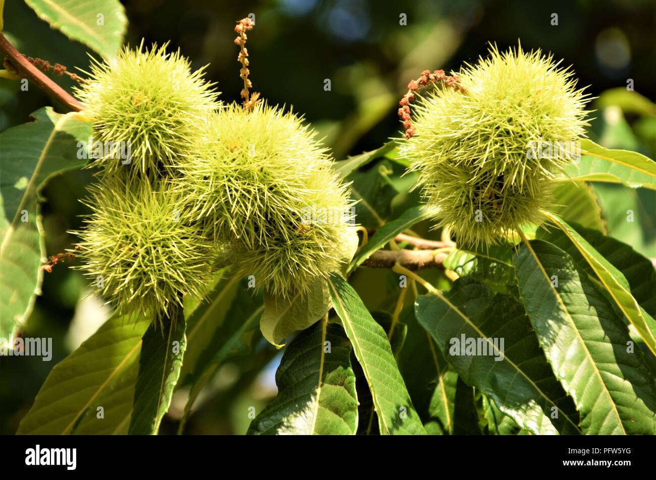 Kastanien grüne Zweige dicht gegen den natürlichen Hintergrund Stockfoto